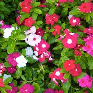 以下が含まれることがあります： クリーム色、ライトブラウン、ダークブラウンの3色の、まだら模様のマット仕上げのセラミックマグのセット。各マグはシンプルでミニマルなデザインで、丸みを帯びたハンドルが付いています。