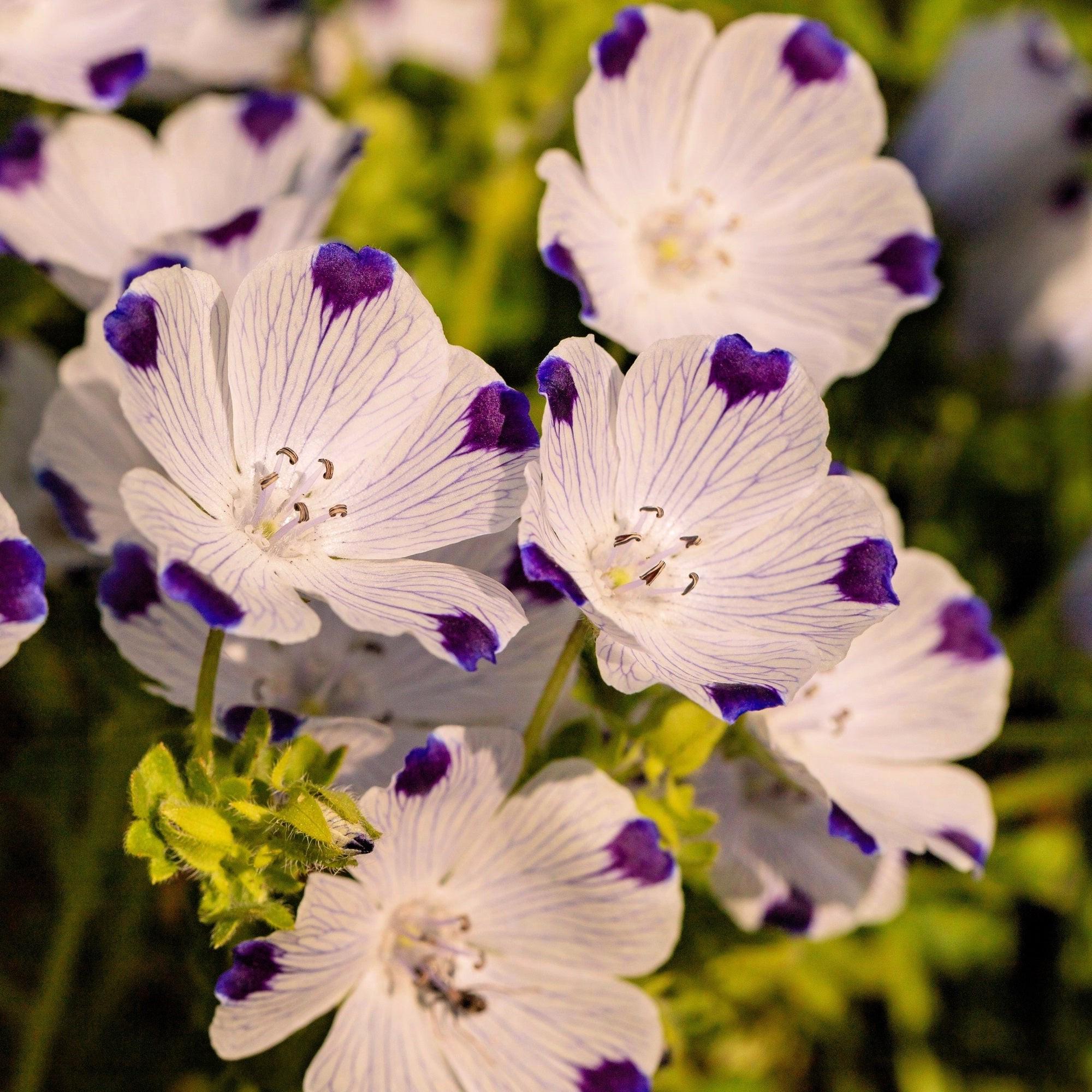 Blue Nemophila Artificial - Etsy