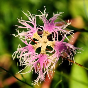Dianthus Superbus Samen | Pink Mix Häuschen Blumen | Winterharte Staude (150 Samen)