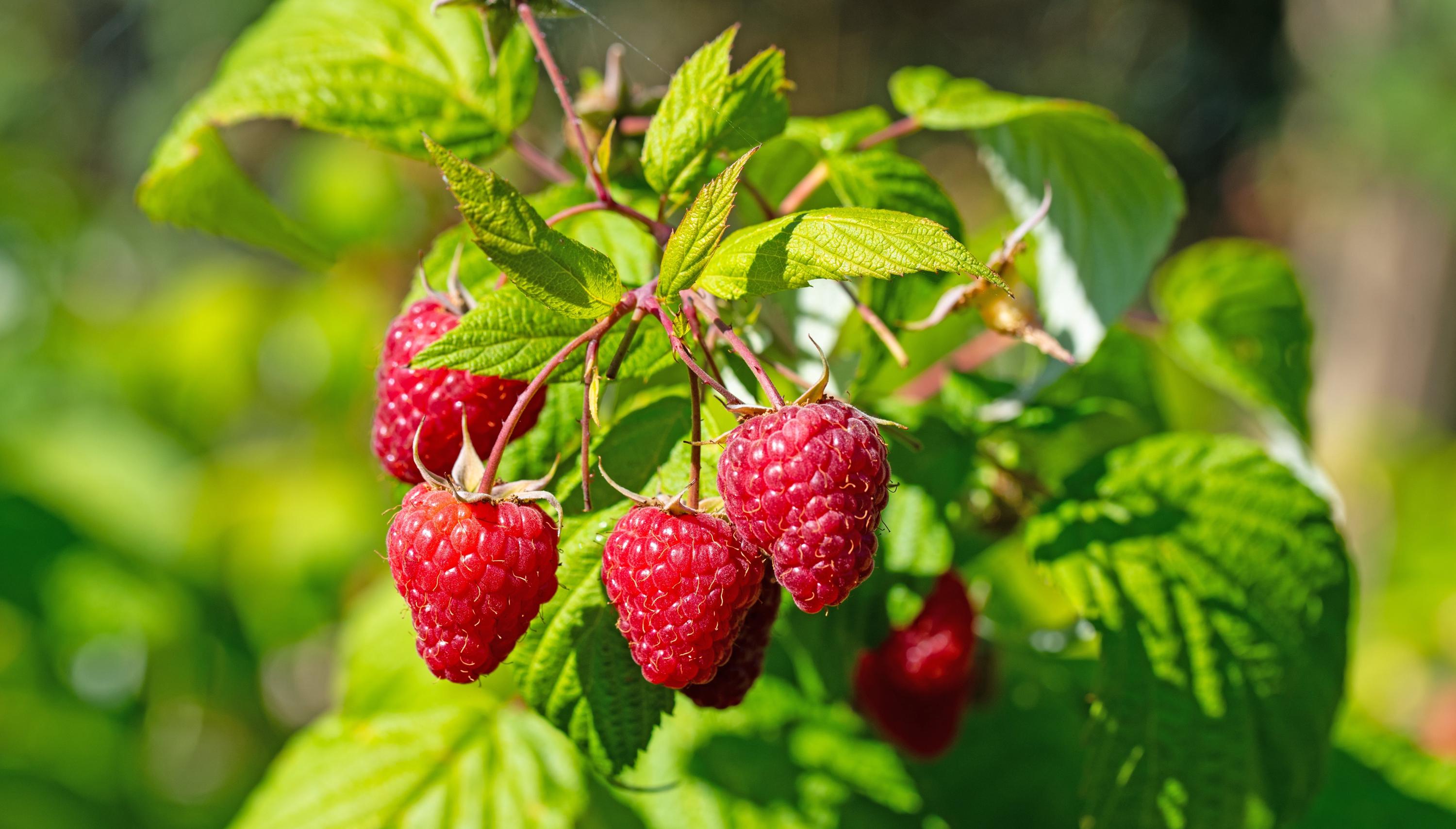 Gw2 Raspberry Seeds Red Raspberry Seeds | Rubus Idaeus | Sweet Berry Fruit Plant (100 Seeds ...