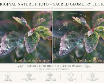 Sacred Geometry Nature Print | Flower of Life Macro Photo (Digital Download)