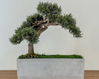 Faux Bonsai Center Piece with Real Preserved Moss