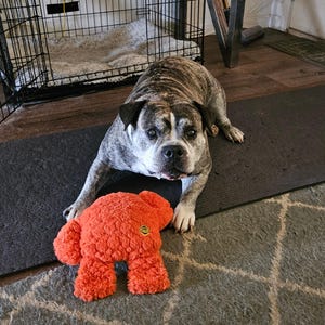 以下が含まれることがあります： 縞模様と白の犬が、カメラを見て暗いマットの上に横たわっています。オレンジ色のぬいぐるみのおもちゃのクマが犬の前にあります。金属製の犬用ケージが背景にあります。