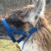 see more listings in the Llama Fiber and Fleeces section