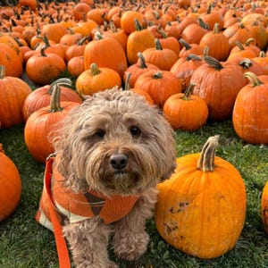 May include: A fluffy light brown dog with dark eyes and a nose, wearing an orange and cream argyle sweater with an orange leash, sitting in a field filled with numerous round orange pumpkins of various sizes on green grass.