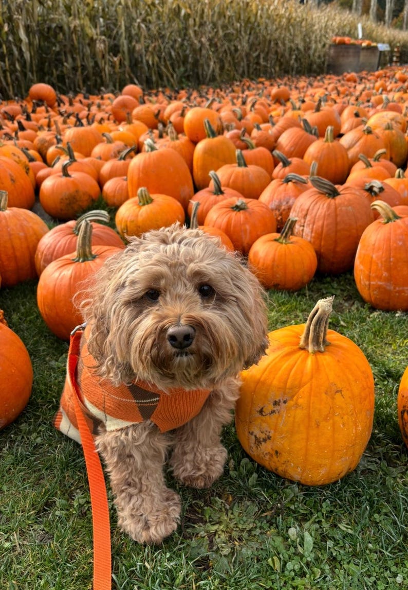 May include: A fluffy light brown dog with dark eyes and a nose, wearing an orange and cream argyle sweater with an orange leash, sitting in a field filled with numerous round orange pumpkins of various sizes on green grass.