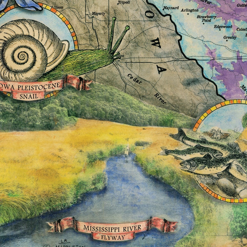 May include: A vintage illustration of a snail with a green body and a brown shell. The snail is crawling over a green hill with a red ribbon that says "OWA PLEISTOCENE SNAIL". The illustration is set against a background of a map with the words "Cedar River" and "Mississippi River Flyway".
