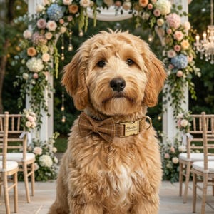 Pode incluir: Um cão Goldendoodle dourado usando uma gravata borboleta xadrez marrom e uma coleira combinando com uma etiqueta com o nome que diz "Mochi". O cão está sentado em frente a um arco floral, com cadeiras montadas para uma cerimônia.