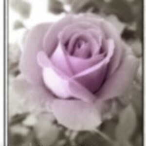 May include: A close-up of a lavender rose in full bloom, set against a soft, blurred background. The rose's petals display a gradient of color, from a deep lavender center to a pale outer edge. The image is framed with a white border.