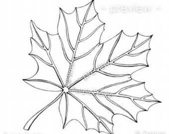 Maple Leaf Line Art Etsy
