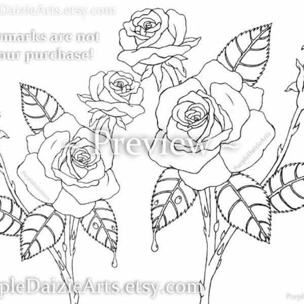 Adult Coloring Page Printable Página para colorear Rosen Digital Color Sheet Roses Rose Buds Bud Flowers Line Drawing Art - INSTANT DOWNLOAD