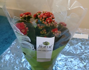 1x pot de fleurs Kalonchoe, fleurs vivantes, couleur rouge, décoration de jardin d'intérieur, longueur 8 pouces, large, 4 pouces