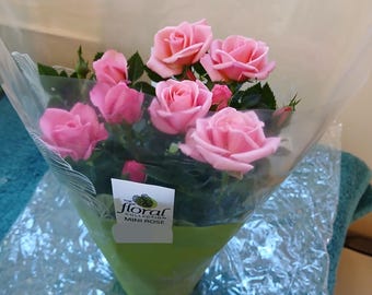 1x roze miniroosplantpot (lengte: 9 x 4 inch)