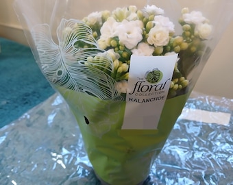 Weiße Kalanchoe-Pflanze, Lebende Blumentopf, Indoor Outdoor Gartendekoration