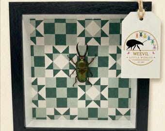 Echte rood/groene zaagtand hert kever schaduwdoos muurkunst – Decor geometrisch insecten