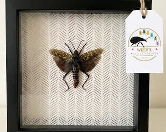 Muurkunst echte gele vlek sprinkhaan en schaduwdoos – Decor geometrisch insecten
