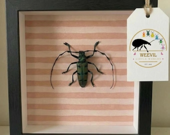 Muurkunst echte boktor, schaduwdoos – decor gestreepte insecten