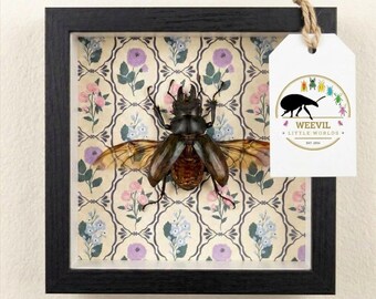 Väggkonst med skugglåda av riktig Odontolabis Celebensis-ekex – Botanisk insektsdekor