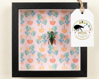 Real Rainbow Jewel Beetle Shadow Box Wall Art – Botanische insectendecoratie