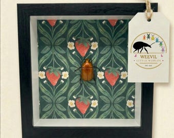 Muurkunst echte rode bloemchafer kever schaduwdoos – Botanische insecten