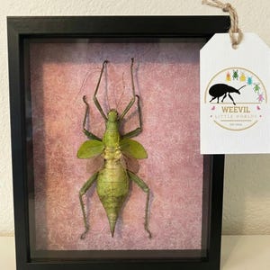 Puede incluir: Un espécimen de insecto enmarcado con un marco negro. El insecto es verde y marrón, con alas grandes y antenas largas. El fondo es un estampado floral rosa. Se adjunta una etiqueta con el texto "WEEVIL LITTLE WORLDS".