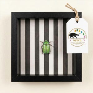 Prawdziwy „Beetlejuice” Skarabeusz w pudełku z cieniem – dekoracja ścienna z owadami Oddities