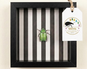Real 'Beetlejuice' Scarab Beetle Shadow Box muurkunst – Oddities Insect Decor