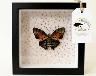 Real "Shining Red Charaxes" Butterfly Shadow Box Wall Art – Astrological Butterfly Decor