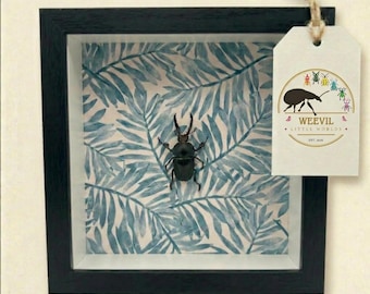 Muurkunst echt blauw zaagtandhert kever schaduwdoos – Botanische insecten