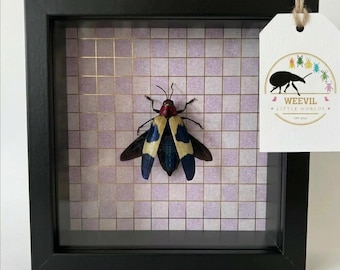 Muurkunst echte chrysochroa Jewel Beetle Shadow Box – Decor geometrisch insecten