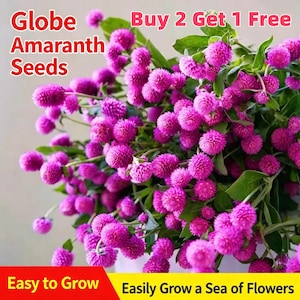 Könnte beinhalten: Nahaufnahme von Kugelamarant-Samen mit leuchtend magenta Blütenköpfen und grünen Blättern. Der Text lautet "Kaufe 2, erhalte 1 gratis" und "Einfach anzubauen, einfach ein Blumenmeer anbauen".