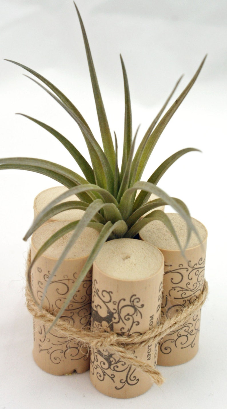 Air Plant Container Wine Cork Decor Air Plant Decor Rustic Etsy