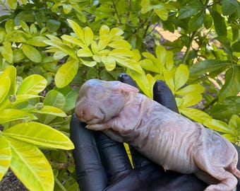 Wet specimen baby bunny