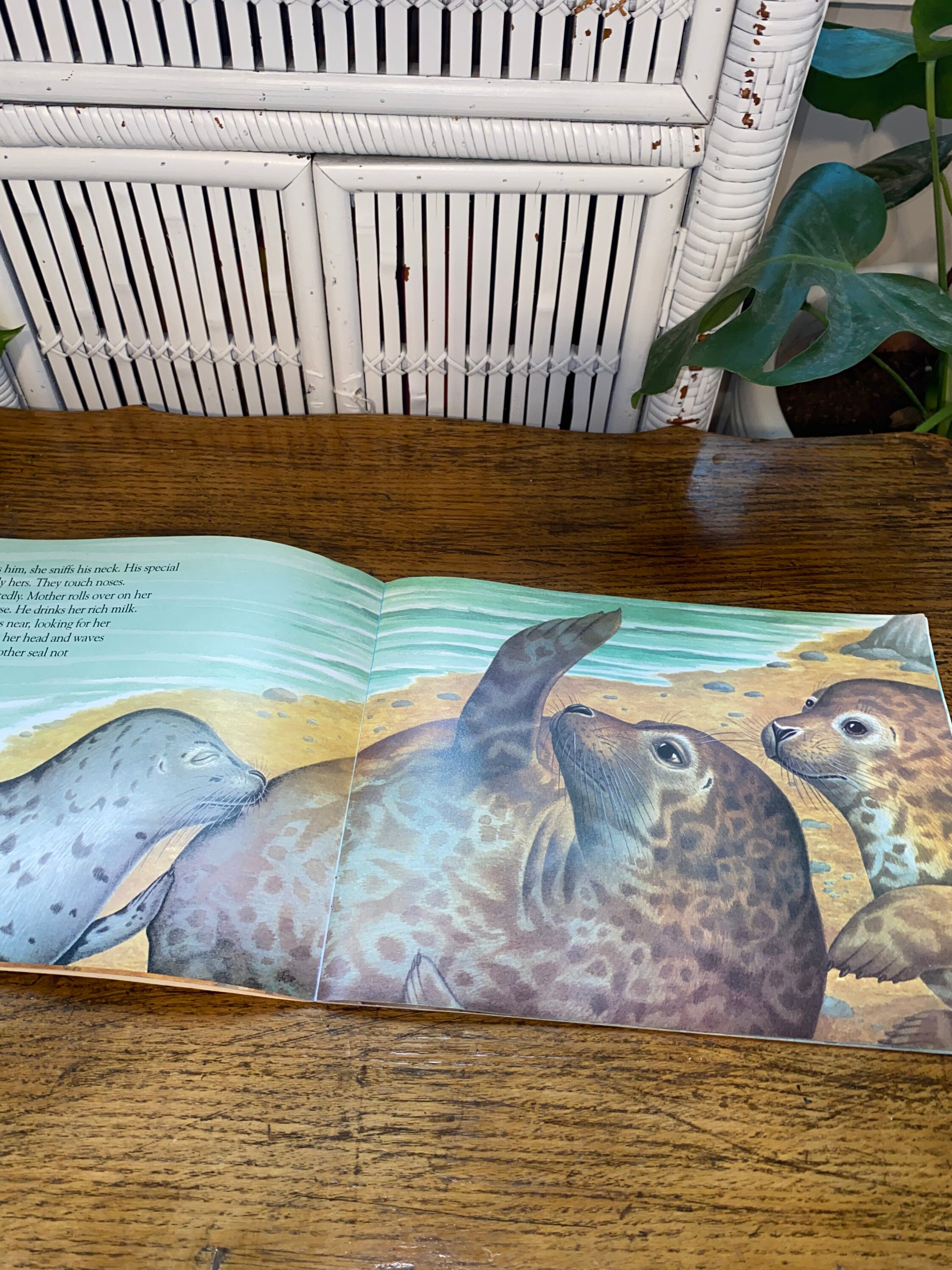 SEAL CHILDREN VINTAGE Bookseal Childrenmarine Life Children Etsy