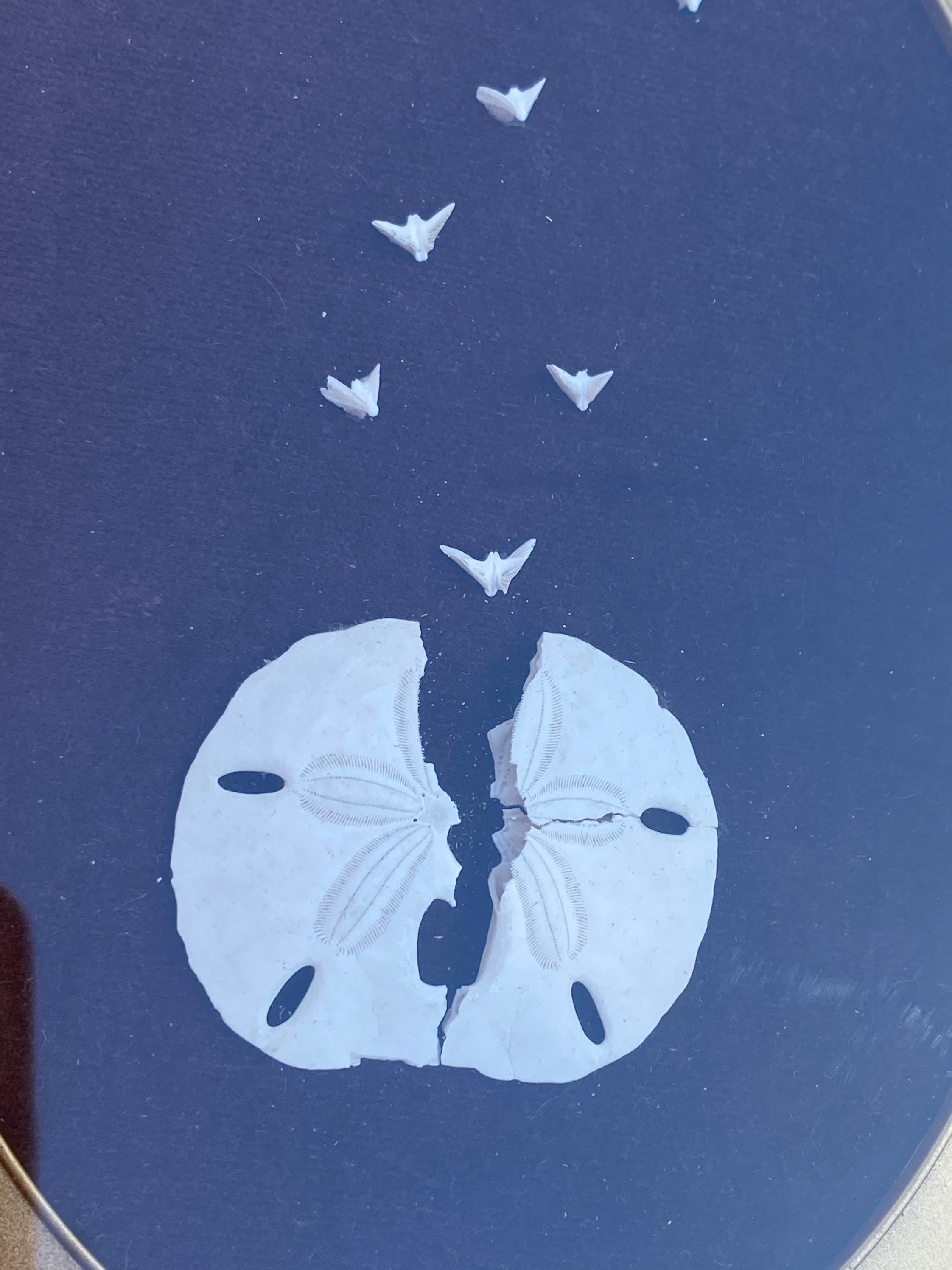 DÉCOR DE CRU DE DOLLAR DE SABLE cadres de dollar de sable Etsy