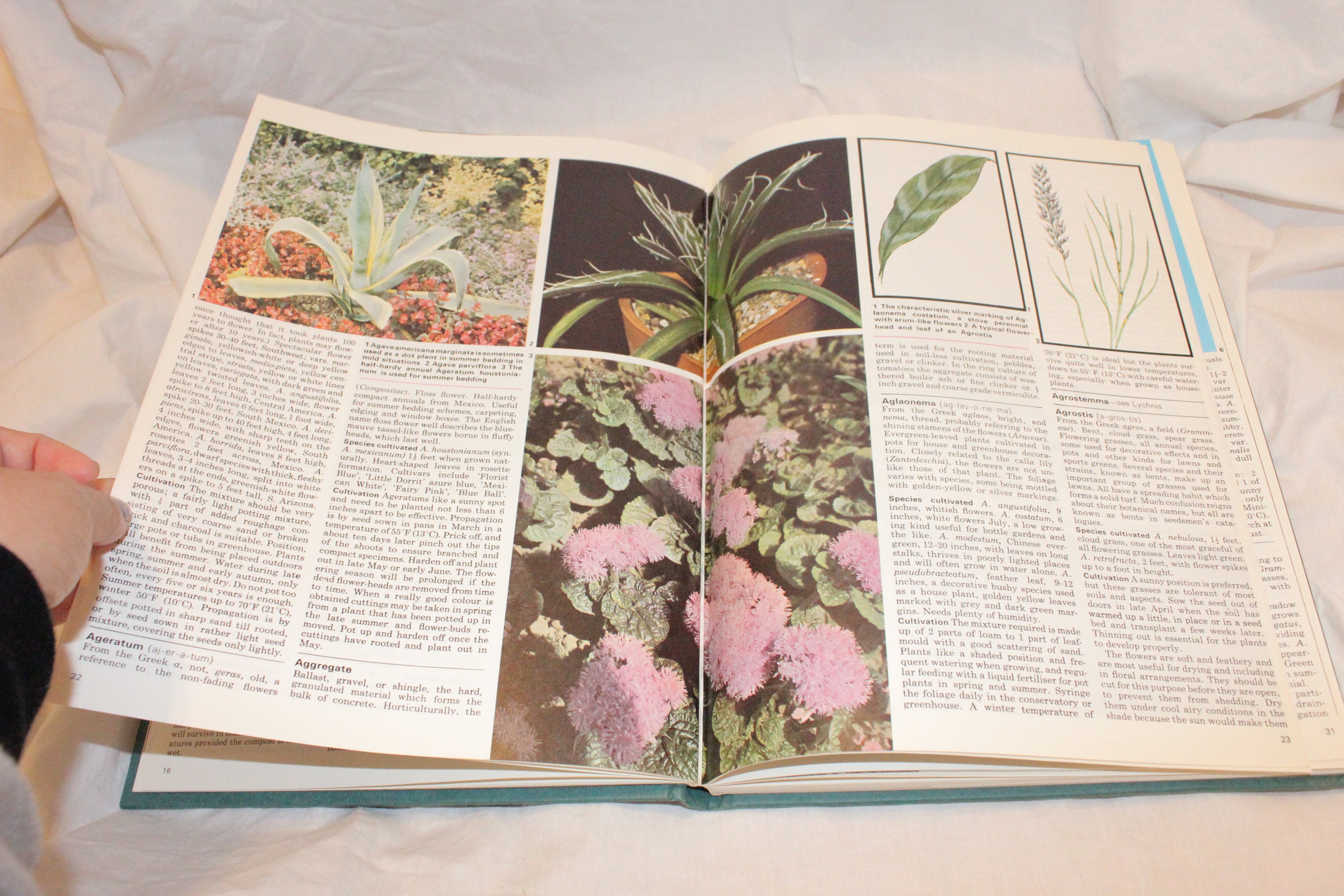 What is a Half Hardy Annual? The Complete Guide for Gardeners.