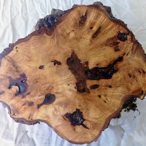 May include: A natural wood slice with a polished, light tan surface featuring prominent swirling grain patterns and several dark, irregular knots. The outer edge retains its rough, dark brown bark texture with small patches of green moss.