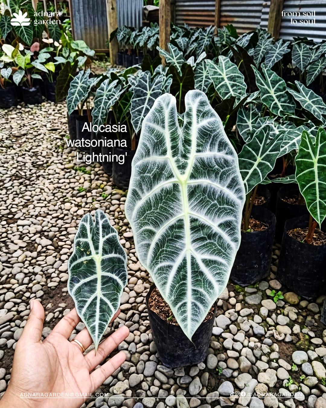 Alocasia watsoniana - Etsy 日本