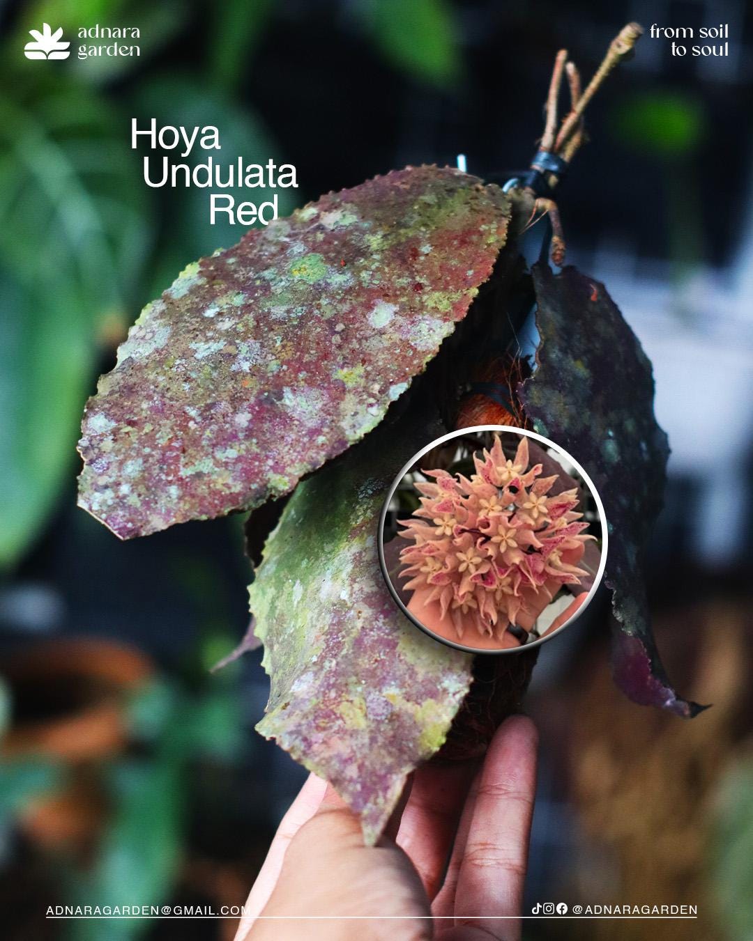 Hoya caudata gold - Etsy 日本