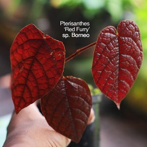Puede incluir: Primer plano de una planta con tres hojas rojas vibrantes. Las hojas tienen una apariencia texturizada y veteada. La planta está etiquetada como "Pterisanthes 'Red Furry' sp. Borneo" con el logo de adnara garden.