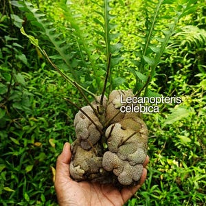 レカノプテリス・セレビカ（Lecanopteris Celebica）アリシダ｜希少な着生塊茎植物｜インドネシア原産のコレクター向けシダ