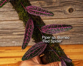 Piper sp. Borneo 'Red Spider' | Sällsynt tropisk klätterväxt