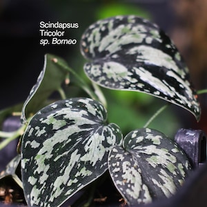 May include: Close-up of Scindapsus Tricolor sp. Borneo plant leaves. The leaves are heart-shaped with a dark green base and speckled with light green and silver patterns. The image includes the text "adnara garden" and "from soil to soul".