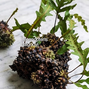 レカノプテリス・バルゴイ（Lecanopteris balgooyi）アリシダ｜希少な着生塊茎植物｜インドネシア原産のコレクター向けシダ