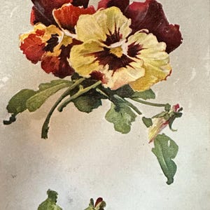 Carte postale ancienne des années 1900, Bourgogne et pensées jaunes en relief, une pensée pour vous, bonne année, affranchissement 1905