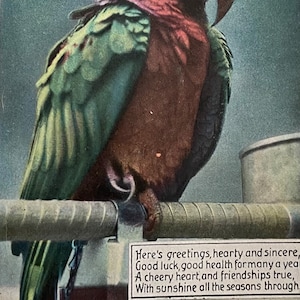 Cartão postal de saudação de papagaio, feliz aniversário, franqueado em 1931