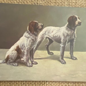 Carte postale Otter Hound Dogs, éditée par Raphael Tuck, série Oilette Sans inscription