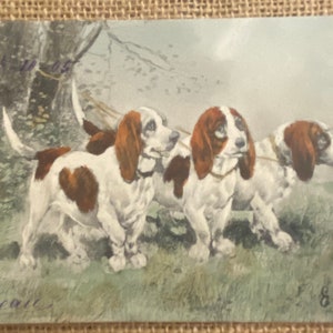 Carte postale Bassett Hounds des années 1900 imprimée en Allemagne, ancienne carte Français indivise au dos