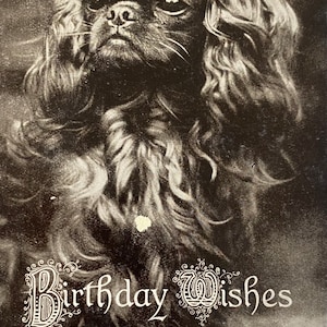 Birthday Wishes from A Pekingese Vintage Postcard