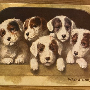 Carte postale « Chiots mignons » 1947, éditée par Salmon Ltd Sevenoaks